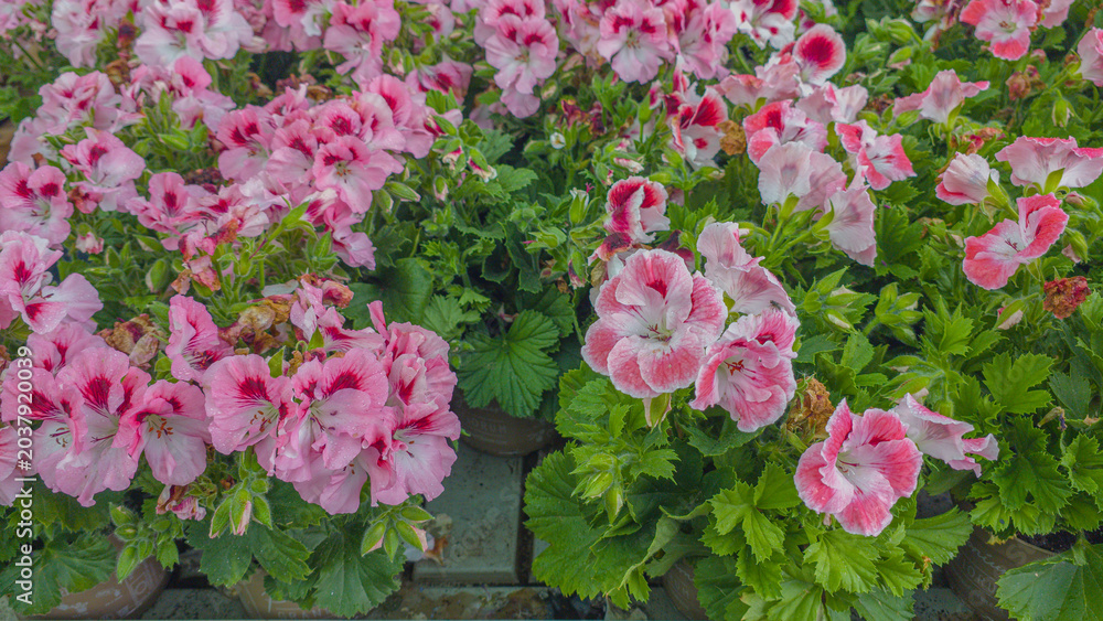 Fototapeta premium Vibrant Pelargonium grandiflorum flowers in full bloom close-up. Colorful blooming flowers and lush green foliage. Spring gardening in Latvia