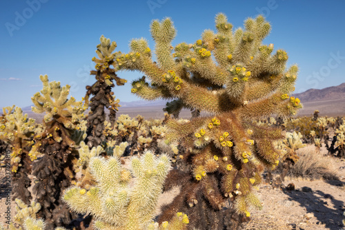 Cholla Cactus Garden in Joshua Tree National Park