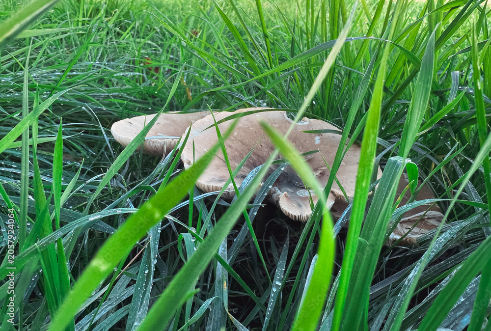 Fototapeta premium Mushroom Growing in Lush Green Grass