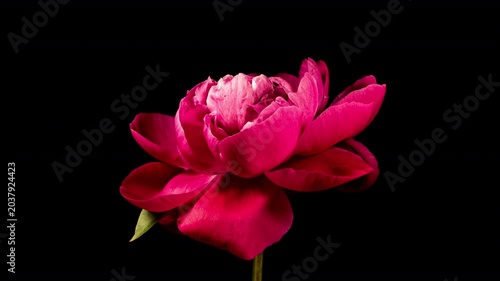 Red Peony Open Flower in Time Lapse on a Black Background. Wedding Concept. Side View on Pink Flower