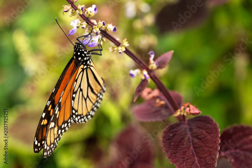 Monarch butterfly (Danaus plexippus); Lincoln, Nebraska 