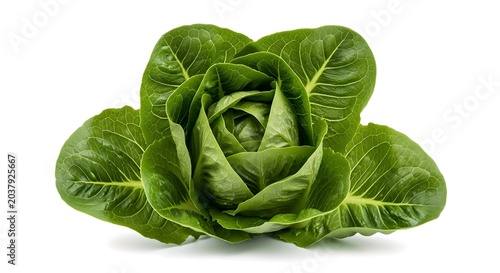 Fresh lettuce isolated on white background