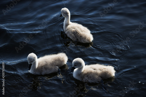 Foto Three fluffy grey baby cygnets swimming on dark pond water