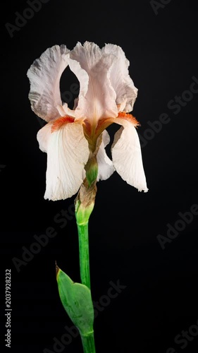 Salmon Iris Flower Opening Bud in Time Lapse on a Black Background. Tender Orange Flower Wilt After Blooming in Timelapse