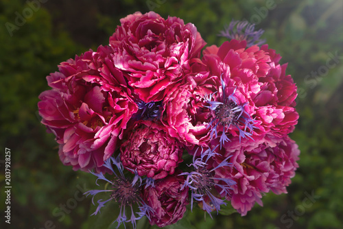 Bouquet of pink peony flowers with blue cornflowers and water drops. Floral macro photography with blurred garden background. Summer wedding and gardening concept. Design for greeting card, invitation