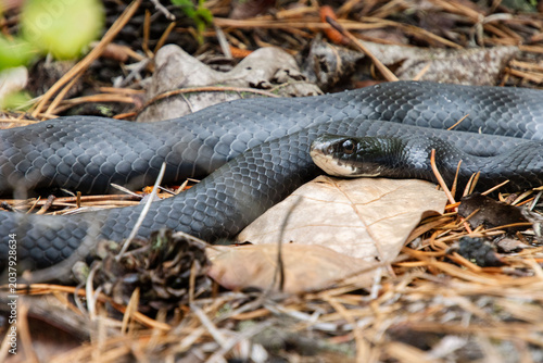 Fotografie healthy black racer snake rests in the opening on leaf litter closeup eyes head