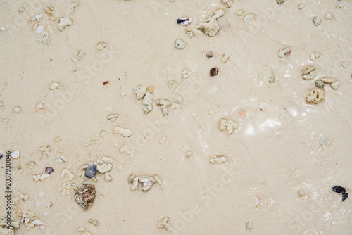 Obraz na płótnie A wet sandy beach with shell fragments as a background.