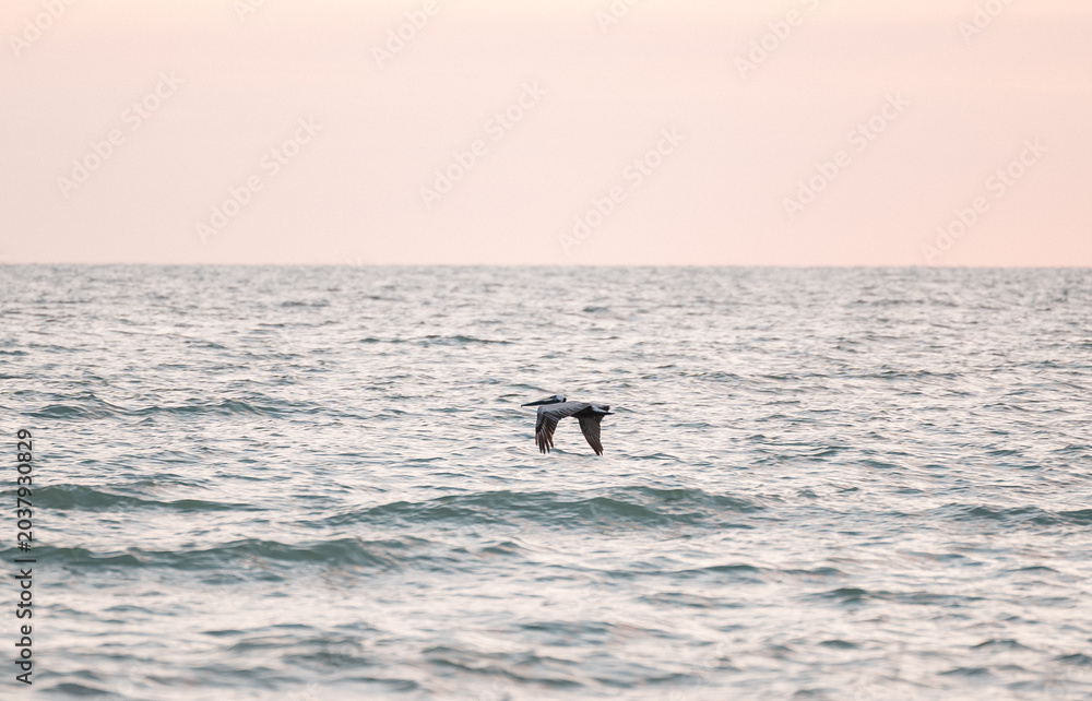 Fototapeta premium Pelican flying low over ocean water along the coast