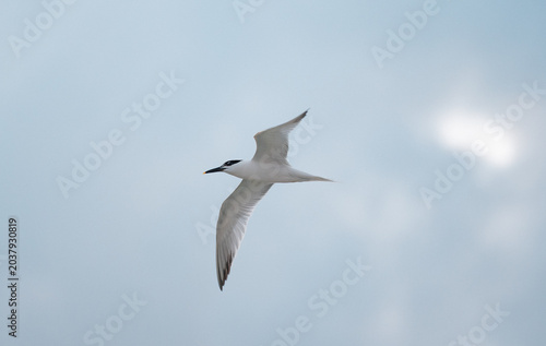 White seagull soaring through open sky near the coast