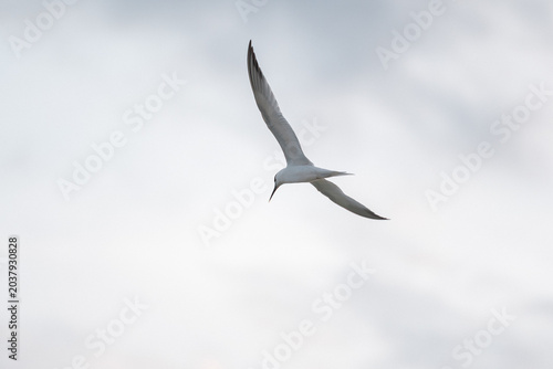 Seagull flying over coastal sky with wings spread