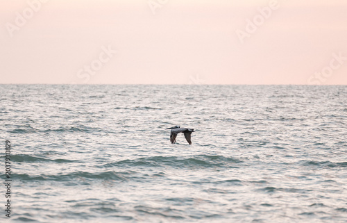 Pelican flying low over ocean water along the coast