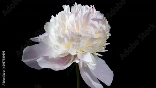 White Pink Peony Blooming in Time Lapse on a Black Background. Tender Flower Moving Petals Close Up While Blossoming. Tender Spring Flower with Yellow Center