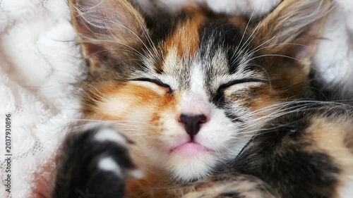 Cute tricolor kitten with a white nose falling asleep in a cozy home setting. Warm, tender footage perfect for pet ads, social media, relaxation and lifestyle content