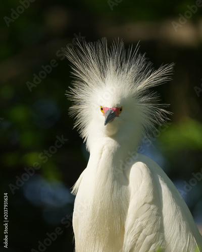 Photography Snowy Egret with funny hairdo