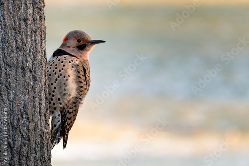 Northern flicker (Colaptes auratus); Lincoln, Nebraska