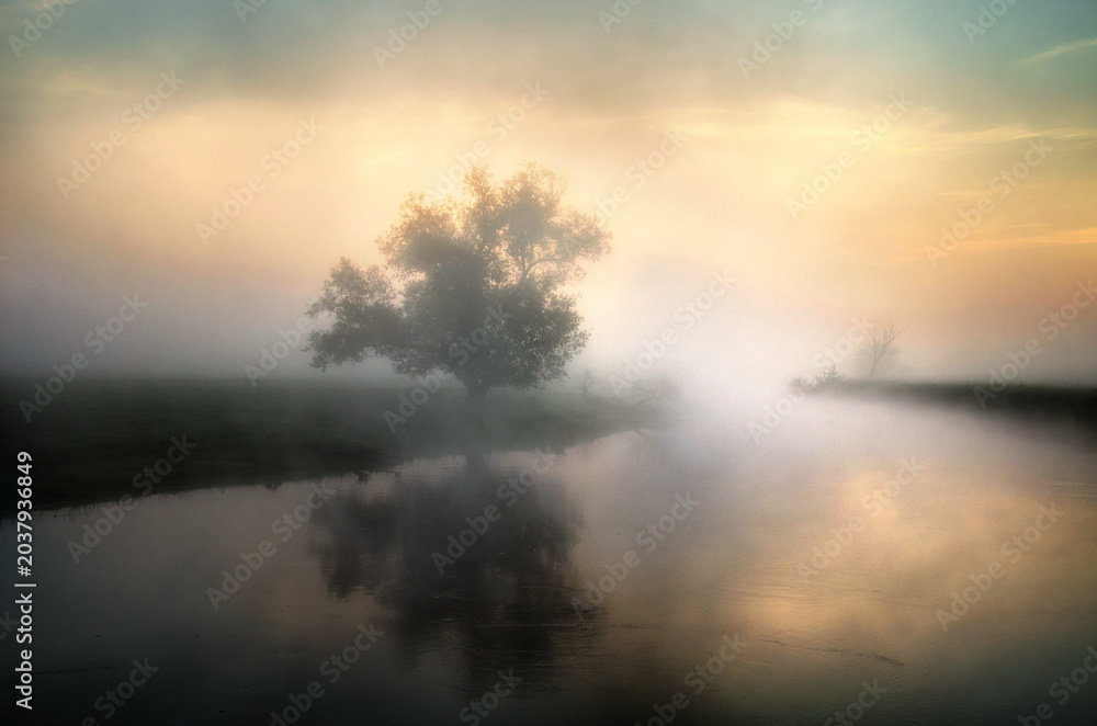 Fototapeta premium Solitary tree reflected in calm river water at misty sunrise