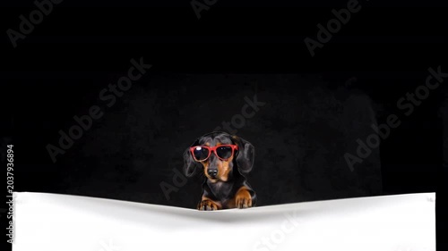 Lower Third cute  Black and Tan Dachshund on white banner 
