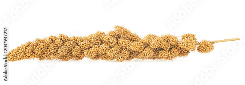 Twig of Senegal millet isolated on a white background. Yellow millet.