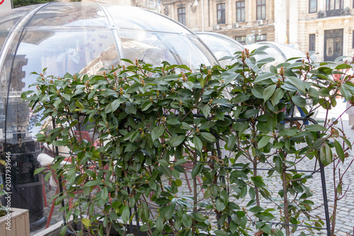 Outdoor cafe terrace with decorative green plants and transparent dining domes located in a historic urban area of Bucharest