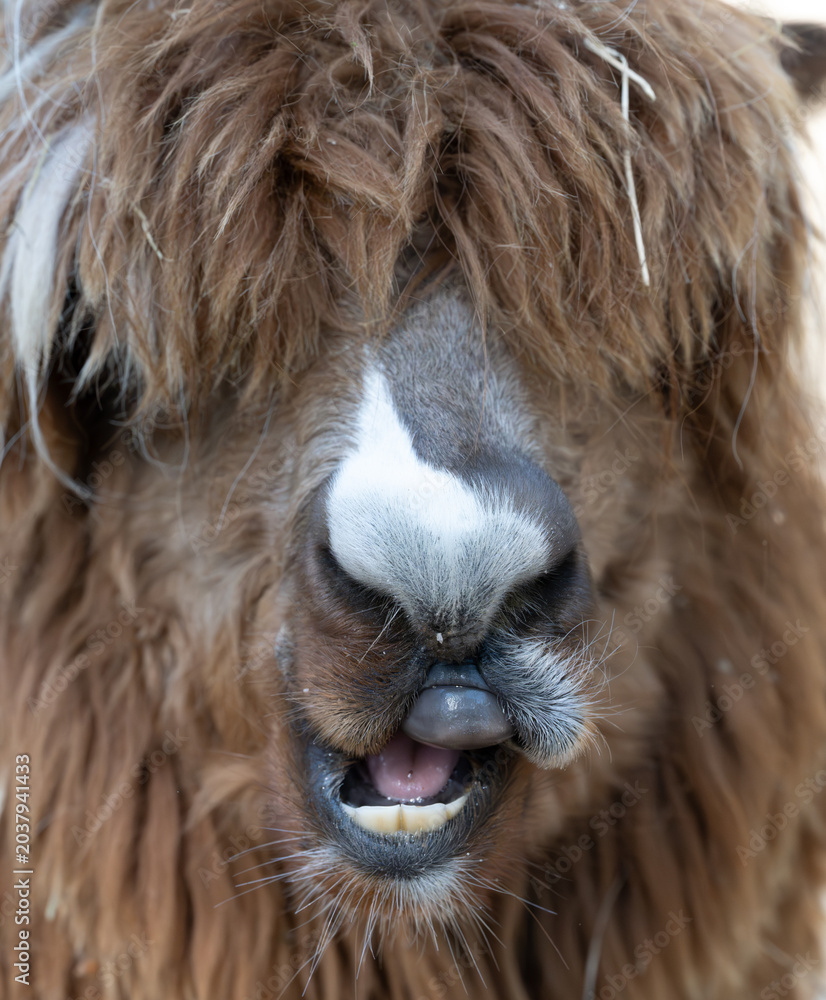 Obraz premium Alpaca chewing hay with funny mouth expression