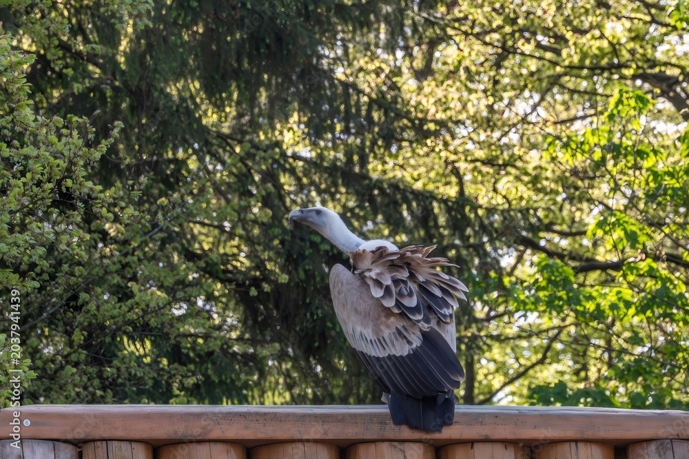 Fototapeta premium Griffon vulture perching on wooden fence in park