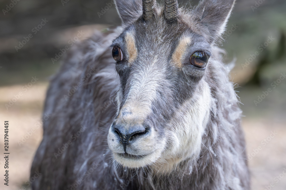 Fototapeta premium Goral looking at viewer in public animal park
