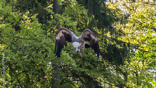 Bild auf Leinwand Vulture flying with outstretched wings in german animal park