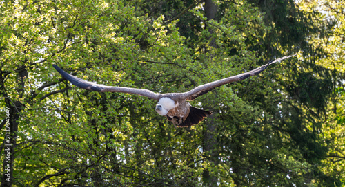 Tableau sur toile Griffon vulture flying gracefully over green trees