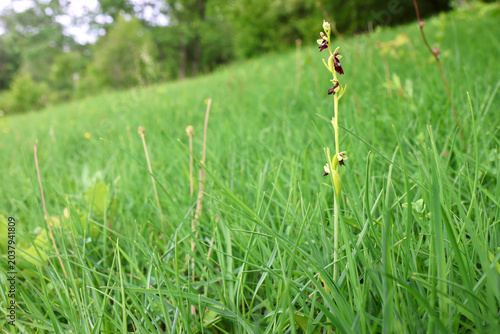 Schilderij op canvas Wild fly orchid (Ophrys insectifera) growing wild among grass and meadow plants,