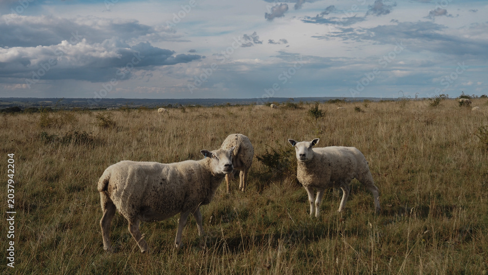 Fototapeta premium sheep in the field