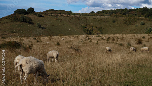 Tableau sur toile sheep on a meadow