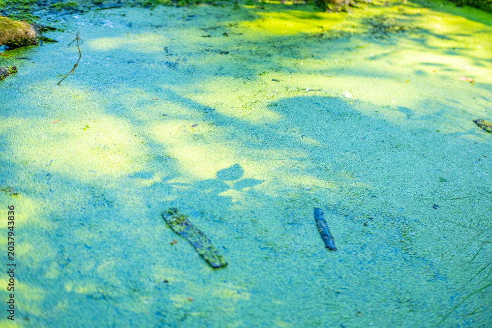 Fototapeta premium Mysterious dangerous swamp covered in thick green duckweed layer, stagnant toxic water concealing hidden depths in wild marshland forest, spooky toxic wetland ecosystem, Natural wetlands background