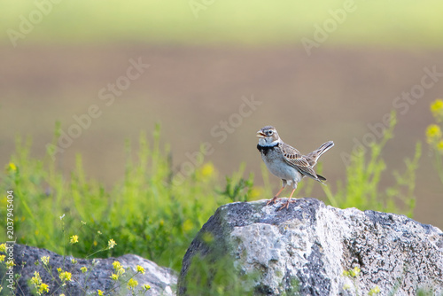 Foto Boğmaklı toygar » » Calandra Lark