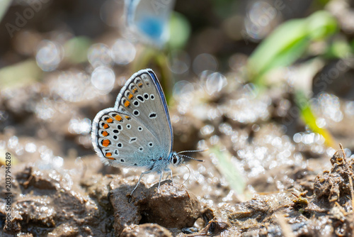 Lycaenidae / Çokgözlü Mavi / Common Blue / Polyommatus icarus