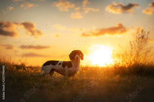 Piebald dachshund dog, beautiful full-length photo, evening landscape in the field, incredible sunset