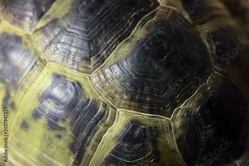 Bild auf Leinwand Macro texture of a patterned turtle shell carapace