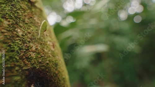 Macro close-up of a leafcutter ant carrying a leaf fragment up a mossy rainforest tree.