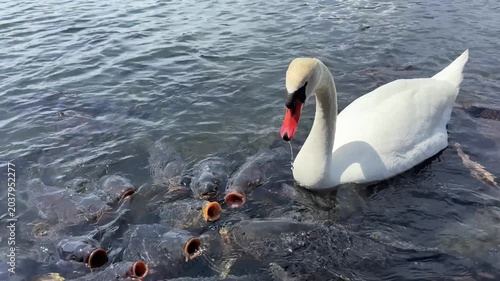 Swan and a feeding frenzy of carp fish on Lake Yamanakako