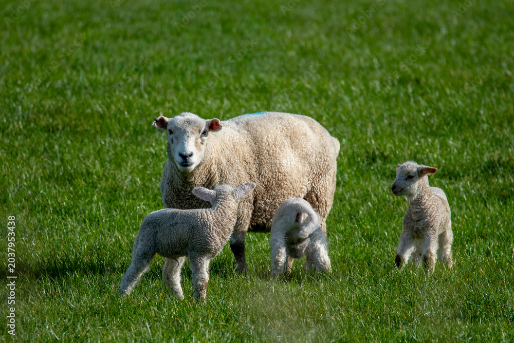 Fototapeta premium sheep and lambs