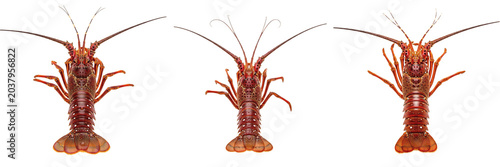 Foto Set of fresh raw whole red spiny lobster or realistic marine crayfish animal showing long symmetric antennae and detailed textured hard shell body armor, isolated white background seafood