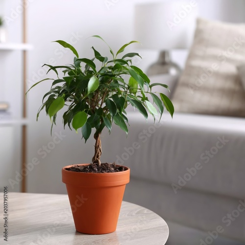 Ficus Plant on Table in Living Room With Sofa and Lamp in Background