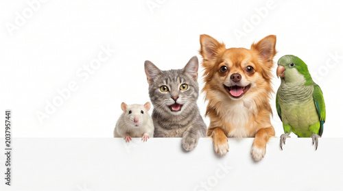 Collection of diverse pets on white background. Veterinary clinic concept, pet care services, animal shelter promotion, insurance, and professional pet photography background with copy space.