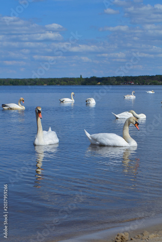 White Swan on the Lake. Mute Swan (Cygnus olor) gliding across the Lake at sunset.  European bird wildlife. A beautiful swan swimming in a pond.A mute swan wading in a deep lake.