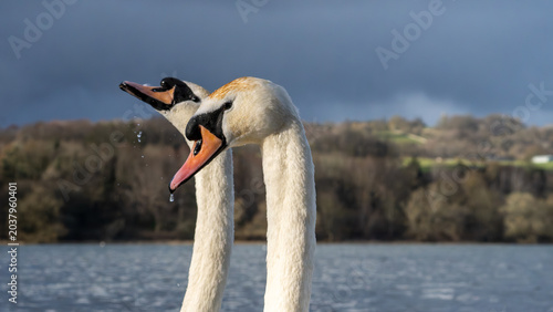 Foto Mute Swans on Linlithgow Loch