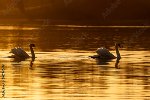 Photos Mute Swans at Sunrise on Linlithgow Loch