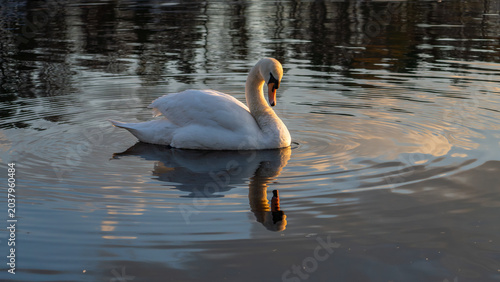 Tableau sur toile Mute Swan with Reflection on Linlithgow Loch