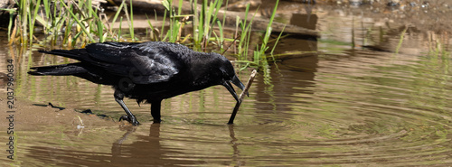 American Crow maneuvering a stick