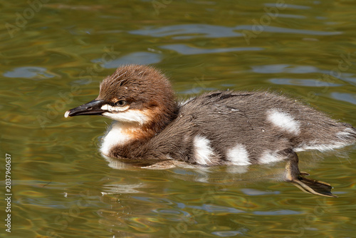 Baby common merganser duck swimming with foot visible
