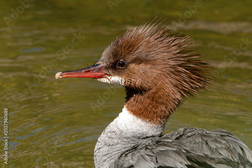 Close up profile of female common merganser