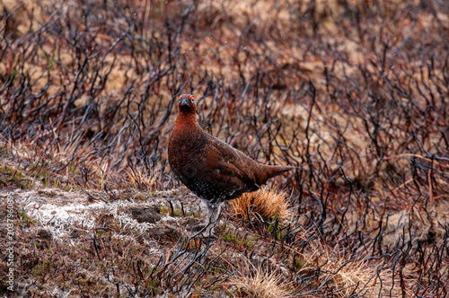 Принти на полотні Male red grouse (Lagopus lagopus scotica) standing on upland heather moorland du